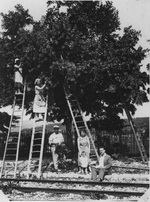 Mollans tilleul gare