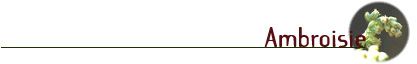 l'ambroisie